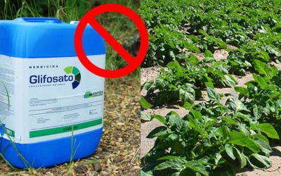 La Patata IGP dell’Alto Viterbese è più buona senza glifosato